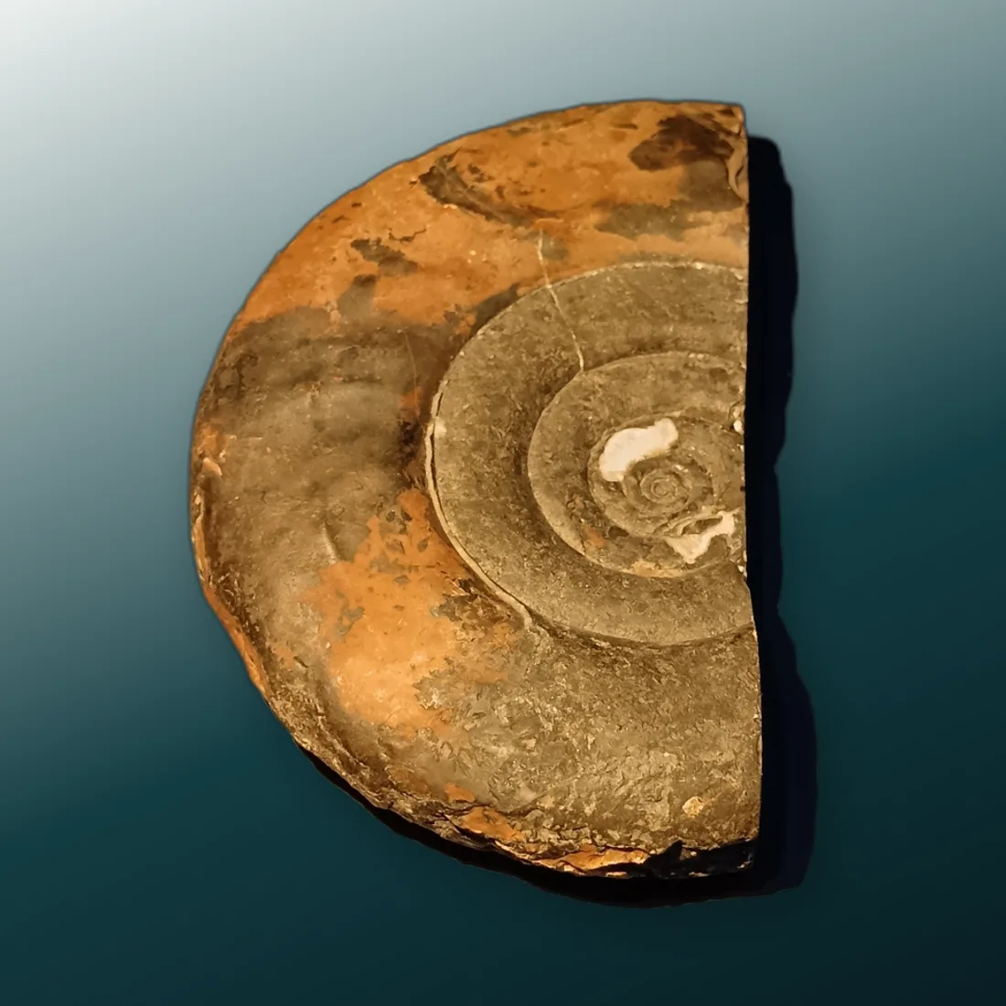 Ammonite fossil cut in half, showing its inner chambers