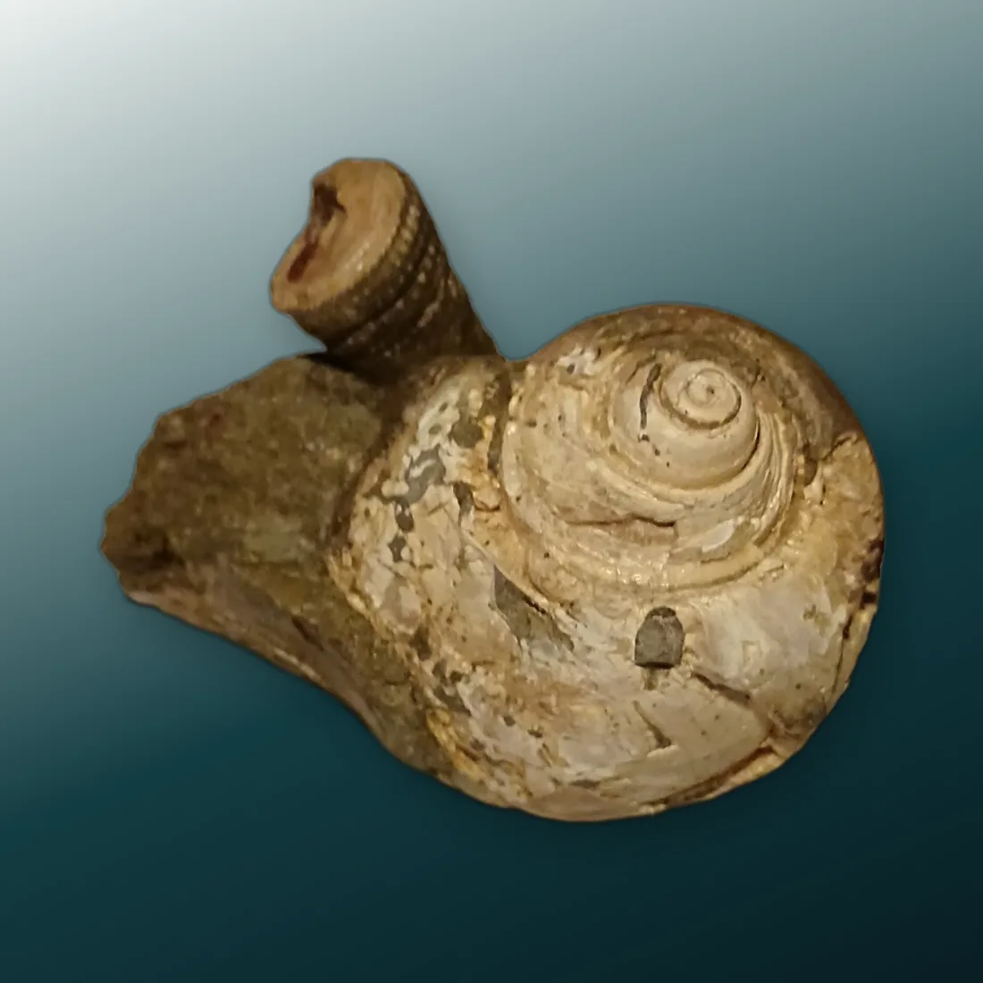 Fossil sea snail shell on an acrylic base