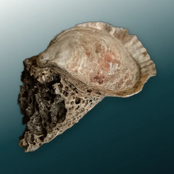 Oyster-like fossil shell on porous rock