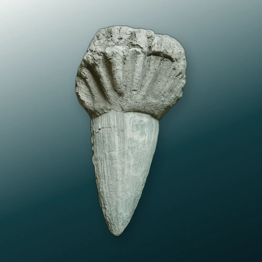 Conical fossil on a teal background