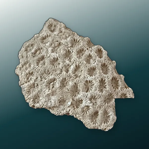 Fossil coral colony with star-shaped cups on a pearl-to-petrol background