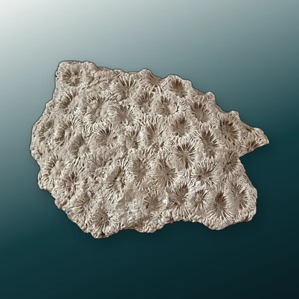 Second view of the fossil coral